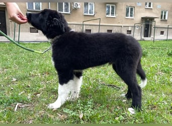 Border collie