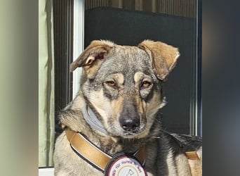 Nadja - freundliche, verspielte Schäferhund-Mix Hündin / Pflegestelle in 38...Remlingen