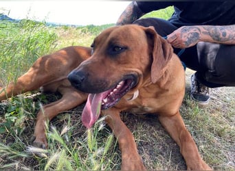 Beethoven, Rhodesian Ridgeback