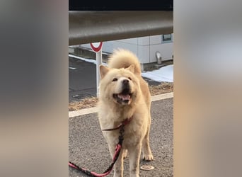Chow chow mix zum verlieben ❤️