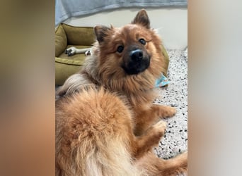 Poldi SR - Sanfter Kuschelfreund sucht ruhiges Zuhause