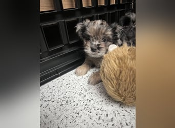 Maltipoo - Welpen - Rüden und Hündin