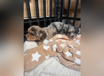 Maltipoo - Welpen - Rüden und Hündin