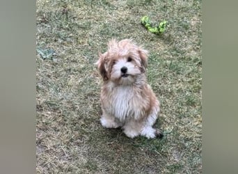 Zwei süße Hundewelpen suchen noch ein liebevolles Zuhause!