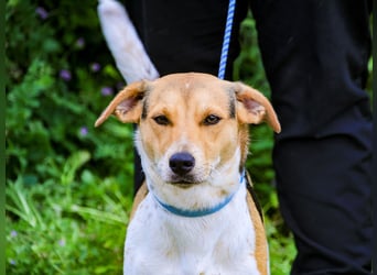 Yuna, Mix Beagle / Jack Russel Terrier, lieb und verträglich