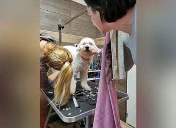 Mimi und Matyi suchen gemeinsam ein neues Zuhause