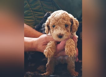 Wunderschöne Maltipoo Welpen