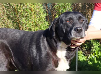 Josephine, Labrador-Mix, lieb und sozial