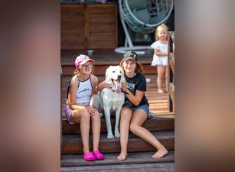 Leta ist aktiv und kinderlieb und sucht eine Familie.