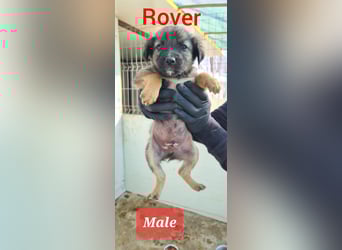R O V E R , 3-jähriger Rüde, SH ca. mittelgroß – groß, freundlich, verspielt, verschmust, sozial
