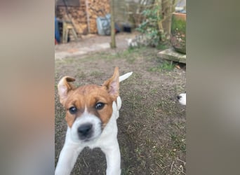 Jack Russell Terrier tricolor reinrassig