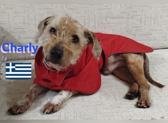 Charly,geb.09/22,freundlicher Terrier-Mix sucht seine Familie