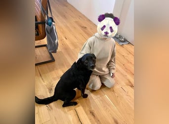 Herzenshund Csibi in Bochum sucht ein Zuhause