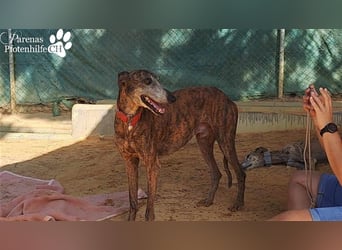 Tagres-Anfängergalgo- sehr menschenbezogen und freundlich