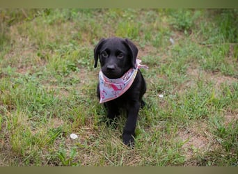 Chip 269759: Hundekind sucht ein Zuhause