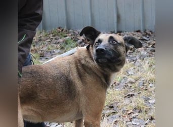 Heidi, Ridgeback-Malinois-Mix, geb. 2021, benötigt körperliche und geistige Auslastung