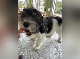 Polski Owczarek Nizinny - Polnischer Niederungs Hütehund -  PON