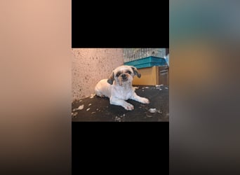 Deni sucht sein ruhiges Zuhause