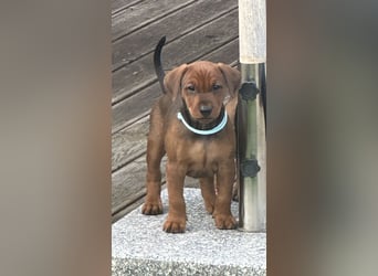 Deutscher Pinscher Welpen aus dem Haus ,,Cava Land" FCI Zucht