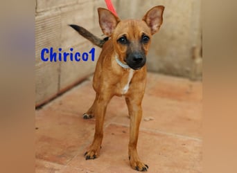 Chirico1 06/2024 (ESP Pflegestelle) - verschmuster und lustiger Chihuahua-Pinscher-Mix Welpe!