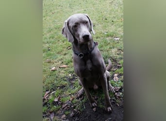 Weimaraner-Mix Welpen aus liebevoller Verpaarung – 12 kleine Wunder suchen ihr Zuhause