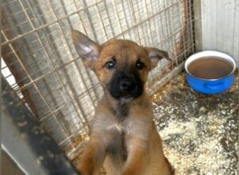 Welpe Coby: Sucht erfahrene Hundebesitzer