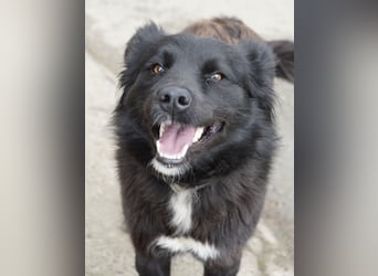 Molly absolut Anfänger geeignet