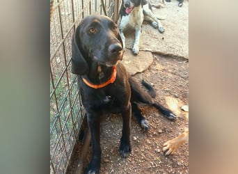 Prugna - RESERVIERT - Black Pearl, jung, neugierig aufgeschlossen