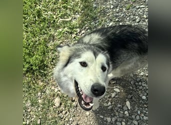 Ruby ein tolles Mädchen