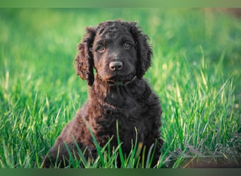 Irish Water Spaniel Welpen / Nichthaarend / FCI - VDH Zucht