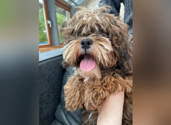 Shih Tzu - Pudelmischlingswelpen abzugeben