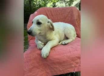 Nestor - DRINGEND Zuhause oder Pflegestelle gesucht - kleine Pfötchen