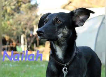 Nailah 03/2024 (in Deutschland) - neugierige und wunderschöne Begleiterin!