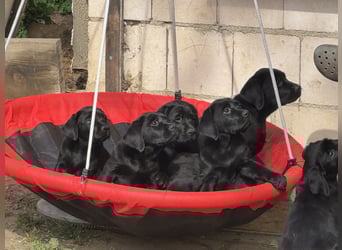 Nur 2 Labrador Weibchen mit Ahnenpass 2 Rüden & 6 Weibchen in Schwarz