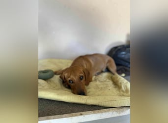 Honey, geboren 01.01.2025, 32cm sucht ihr für immer Zuhause