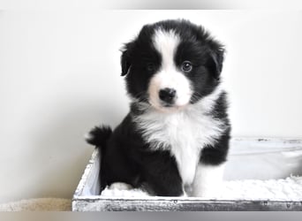 Miniature American Shepherd Welpen, Mini Aussies vom Züchter mit Papieren