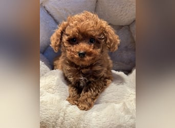 Sehr schöne und gesunde Maltipoo Welpen