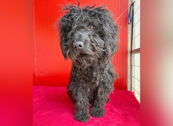 schmusige Puli-Hündin XENA - 2 Jahre, 40cm/12kg 