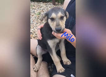 MILO - Zuhause gesucht !