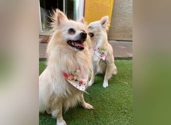 Flocky SR – Freundliche Prinzessin sucht ihr Schloss