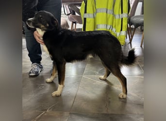 Socke - absoluter Familienhund