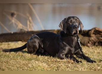 Joe Fritz - aktiver Familienhund - Tierhilfe Franken e.V.