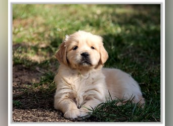 Golden Retriever Welpen vom Thüringer Wald