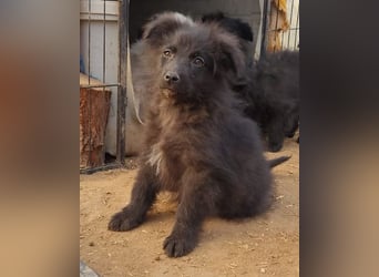 GORDI❤️liebes, verschmustes kroat. Schäferhund-Mix-Mädel