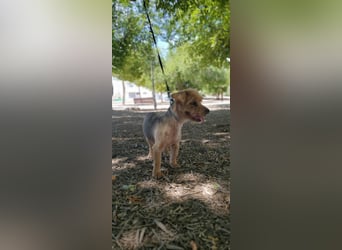 Tintin, kleiner Sonnenschein im Seniorenpelz