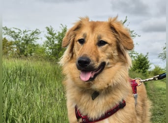 Sally sucht ein liebevolles Zuhause