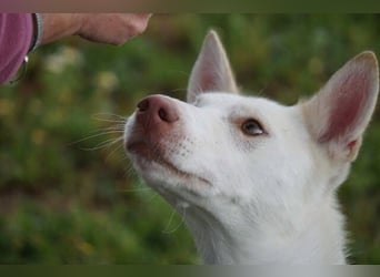 Mykeme (Spanien) - zarte Podenco-Mischlingshündin