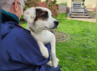 Englisch-Setter-Mix Welpe (Tierschutz)