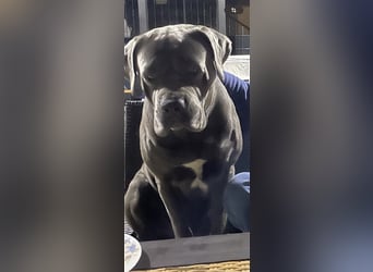 Cane Corso Welpen FCI Ahnentafel