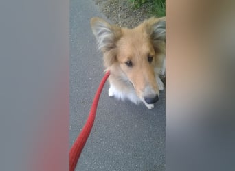 Colliemädchen - altschottische Linie
